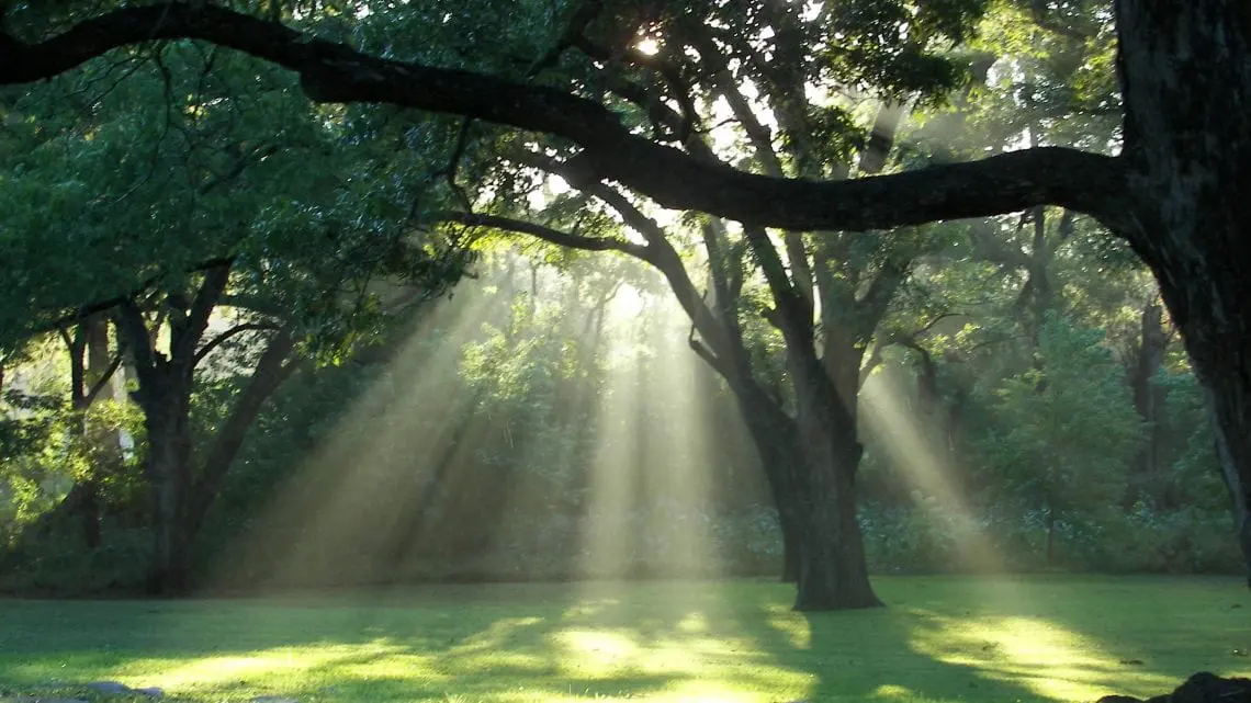 Serene healing environment Serene healing environment with Tree and Sunlight